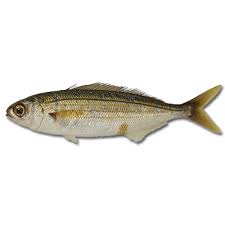 Poissons Autorises Consistoire De Paris