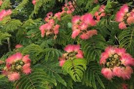 Check spelling or type a new query. 10 Most Common Flowering Trees In San Diego Tree Service