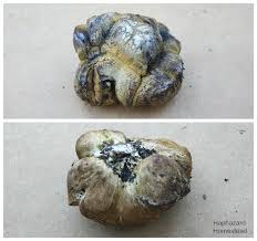 Image result for Scleroderma polyrhizon