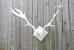 Antler Wall Decor