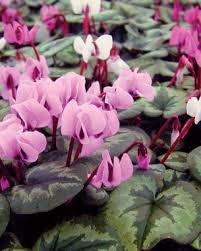 The few more seasonal plant that bloom in winter season are calendula, margeurite daisy, cosmos, gaillardia, china pink. Beautiful Winter Blooms Finegardening
