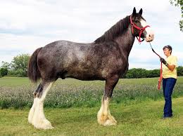 Clydes are measured like every other horse: Celebrating The Clydesdale Horse Journals