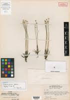 Image result for Eriocaulon abyssinicum