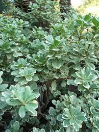Pittosporum tobira variegata mock orange is named for its springtime clusters of small white flowers that have a scent reminiscent of orange blossoms. Pittosporum Tobira Variegata Variegated Mock Orange Kings Garden Center