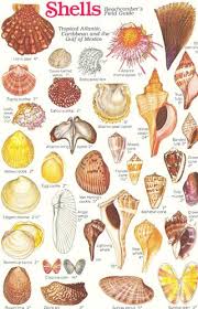 Image Result For Seashell Chart Seashells Coisas De