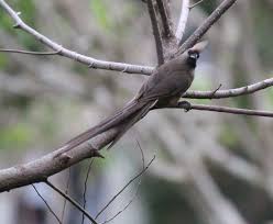 Black Bird With White Stripes On Wings And Tail South Africa Gevlekte Muisvoel Speckled Mousebird Pennington South Africa Wildlife Photography Animals Bird Photography