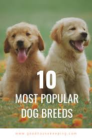 These Are The Most Popular Dog Breeds In The U S Top Dog Breeds Dogs Most Popular Dog Breeds