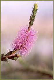 Image result for Melaleuca decussata