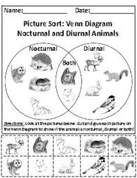 nocturnal and diurnal animals picture sort graph activity chart activity