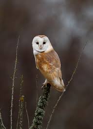 New blog - Wild Stars of Winterwatch - Beautiful Barn Owls - Arne - Arne  - The RSPB Community