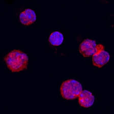 Follow the steps to specify your fixture, example: Mouse Ox40 Ligand Tnfsf4 Antibody Af1236 R D Systems