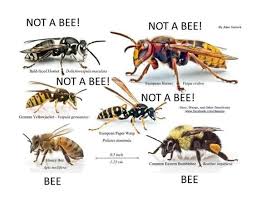 Bee Species Identification Chart Click Here For The Not A