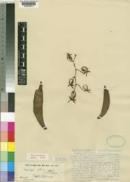 Image result for Aerangis collum-cygni