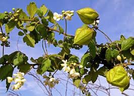 Image result for Cardiospermum grandiflorum