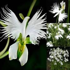 Image result for Habenaria cirrhata