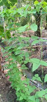 Contoh cara menyemai kacang tanah dengan menggunakan kapas. Kebun Fertigasi Facebook