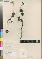 Image result for Crassula globularioides