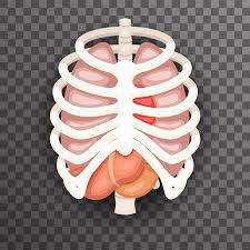 The rib cage surrounds the lungs and the heart, serving as an important means of bony protection for these vital organs. 5 688 Rib Cage Stock Photos And Images 123rf
