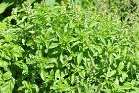 Image result for Ocimum basilicum