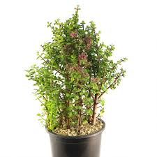 Image result for Aframomum wuerthii