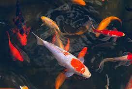 Use this page to search and sort through all of our koi available online. Koi For Ponds The Pond Guy
