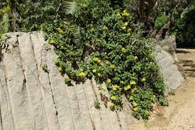 Image result for Tristellateia