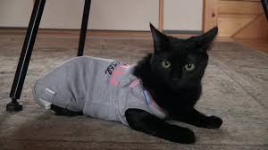 Check out these promos from shelters and rescues and get even more black kitties adopted! Black Cat Adoption Day Helps Raise Awareness About Low Adoption Rates Wnep Com
