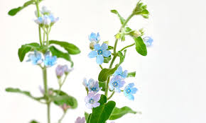 Image result for Oxypetalum