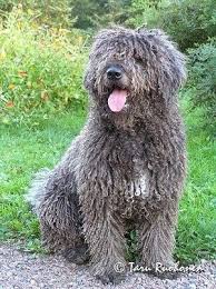 Front View A Long Curly Coated Grey With White Spanish Water Dog Is Sitting In Grass It Is Looking To The Lef Spanish Water Dog Water Dog Breeds Water Dog