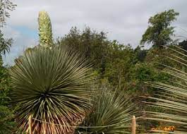 While mr wyatt was sceptical that this cactus would be able to accurately predict when rain was coming and how much, he did conclude that cacti in dry regions were more responsive to weather events because they relied on these circumstances to germinate. Rare Giant Plant Set To Show Off Once A Century Bloom Cbs News
