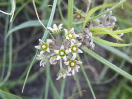 Image result for Stenostelma