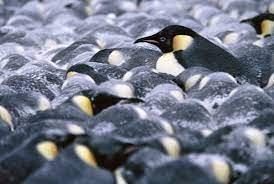 I know they use them for propelling through the water and balancing themselves when waddling, but i mean, what happens to actually make them work? How Do Penguins Stay Warm And Other Adaptions To Their Environment