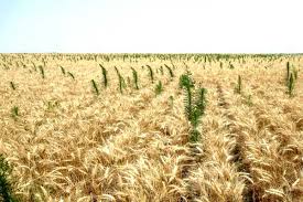 Download wheat plantation stock video by dream_landscape. Nebraska Winter Wheat Post Harvest Weed Control Agfax Weed Solutions