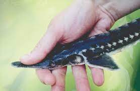 Sturgeon date back to the triassic period, nearly 250 million years ago and are widely considered living fossils due to the slow path of evolution they have endured over. Why The Sturgeon Is A Special Fish For The Danube Danube Connects