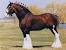 Clydesdale Horse With Fur On Feet