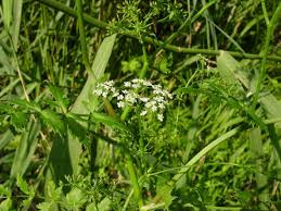 Image result for Deverra burchellii