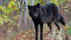 Minn. Supreme Court won't block wolf hunt | MPR News