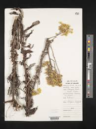 Image result for Helichrysum foetidum