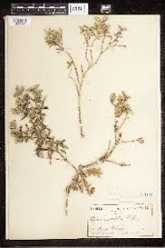 Image result for Alafia zambesiaca