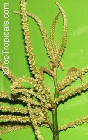 Image result for Trichilia prieuriana