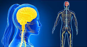 The brain and spinal cord (the cns). Nervous System Diagram Function Diseases Studiousguy