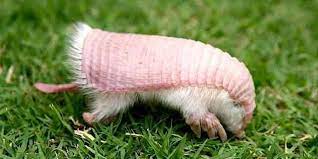 This Rare Pink Armadillo Literally Can T Survive As A Pet In 2020 Pink Fairy Armadillo Fairy Armadillo Weird Animals