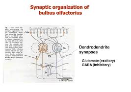 Chiasma olfactorischer axone im bulbus olfactorius von welsen. Ppt Rhinencepalon Powerpoint Presentation Free Download Id 6918325