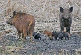 Deer Hunting Tips And Tricks Feral Pig Hog Hunting Boar Hunting