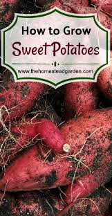 Rose Gardening Tips For Beginners Nor Gardening Tips For February Uk Whenever Gardening Tips For Early Sp Growing Sweet Potatoes Potato Vines Sweet Potato Vine