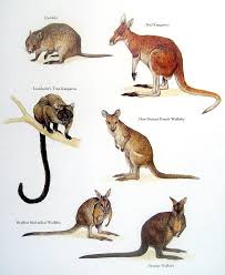 Wallaby Vs Kangaroo Related Keywords Wallaby Vs Kangaroo Long Tail Quokka Animal Book Red Kangaroo