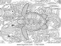 Download now (png format) this coloring page belongs to these categories: Swimming Turtle High Vector Photo Free Trial Bigstock