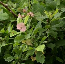 Image result for Karomia tettensis