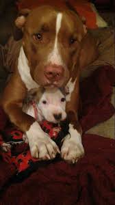 Mutterliebe Gegen Listenhunde Eine Liste Sagt Nichts Uber Das Wesen Dieser Tollen Hunde Aus Cute Animals Cute Dogs Animals Beautiful