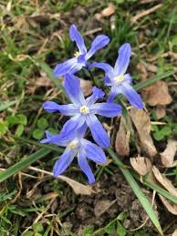 Image result for Scilla benguellensis